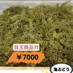 やんばる産海ぶどう茎付4キロ - メルカリ