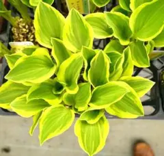 1-2】中型種 ギボウシ / ホスタ フォビドゥンフルーツ 1芽 - メルカリ