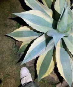 agave アガベ オバティフォリア錦 SP 覆輪斑 ③ agave アガベ オバティフォリア錦 SP 覆輪斑 ③ 種子] アガベ