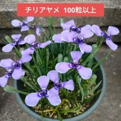 aoi様 リクエスト 4点 まとめ商品