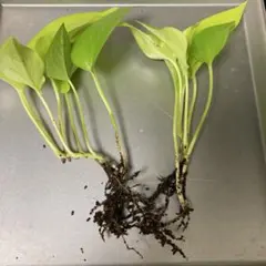 けんちゃん様 リクエスト 3点 まとめ商品