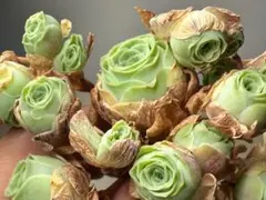 新入荷　グリーノビア　パープルミラー　アエオニウム　I苗　多肉植物