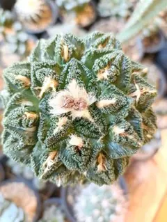 2026年最新】アリオカルプスの人気アイテム - メルカリ