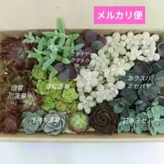 オロスタキス　カット苗セット　詰め合わせ　☆約14cm×9cm箱　【匿名配送】