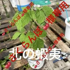 さくらんぼ様専用Proven Winners pot ☆トゥラミーン☆ - メルカリ