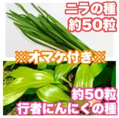 [수량 한정] 2025 홋카이도 대파 씨앗 약 50알, 말린 마늘 씨 약 50알 (e6)