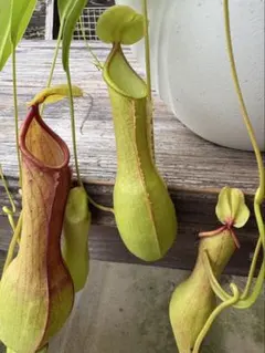 ゴ*リ様 7月末までの限定値下げ ネペンテス N.ビローサ 食虫植物