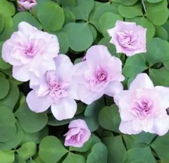 Peace様 リクエスト 3点 まとめ商品