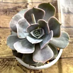 多肉植物 リラシナ錦 エケベリア 美覆輪 抜き苗 - メルカリ