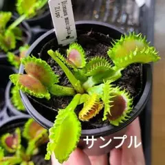 ハエトリソウ ジップ テマリセット - メルカリ