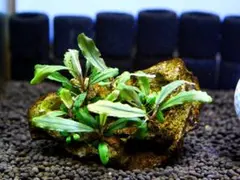 ブセファランドラ『クアラクアヤン２』【完全水中葉＆無農薬栽培】黄虎石活着群生株