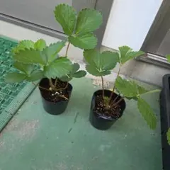 3株セットイチゴの苗 福岡S6号 今期定植用育成用ポット苗 | Mercari