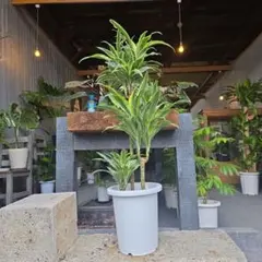 2025年最新】ドラセナサプライズの人気アイテム - メルカリ