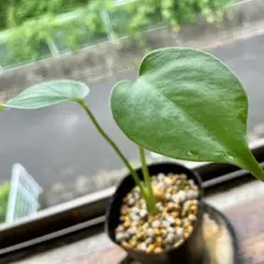 巨大モンステラ・デリシオーサ 茎 カット苗 発根・発芽済 - メルカリ