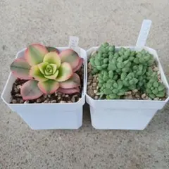 多肉植物 セダム グリーンローズ カット苗 - メルカリ