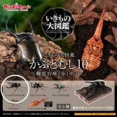 いきもの大図鑑かぶとむし10オンライン版 コーカサスオオカブト(改)樹皮台座