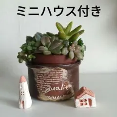 Love Bird様専用★ミニハウス 2個付き　アロマティカス2種セット