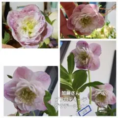 8038○種5粒クリスマスローズ 種子♀超多弁ピンクアプリ系♂超多弁