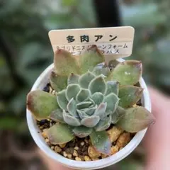 アエオニウム リトルフォックス カット苗 - メルカリ
