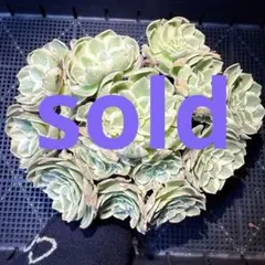 アエオニウム カット苗♡詰め込みセット②(メルカリ便) 2025年最新】アエオニウムの人気アイテム - メルカリ