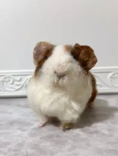 【ムー様 専用ページ】☆オーダーモルモットちゃん・白モルモットちゃん☆