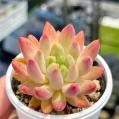 ミエル様 リクエスト 5点 まとめ商品　速達付き