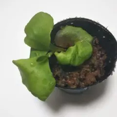 2025年最新】リドレイ パカランの人気アイテム - メルカリ