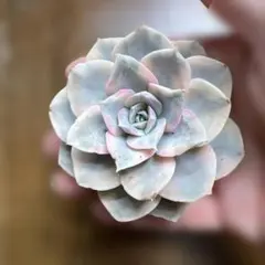 マケベニア錦　❶のサムネイル