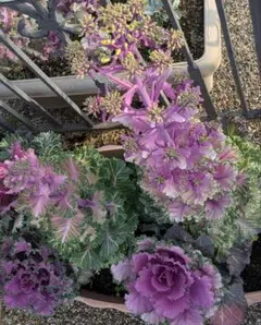 ミニ葉牡丹の花の種100粒②自家採種 寄せ植え ガーデニング 地植え プランターのサムネイル