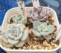 2026年最新】ピーチック多肉植物の人気アイテム - メルカリ