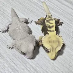 No2444アクリル画ヒョウモントカゲモドキ原画 - メルカリ