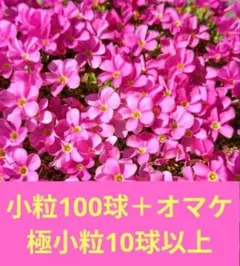 ④オキザリス 桃の輝き　小粒球根 100球以上 ＋オマケ極小粒10球以上のサムネイル
