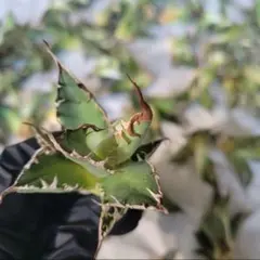 2026年最新】アガベシーザー錦の人気アイテム - メルカリ