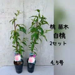 福岡S6号 イチゴ苗 5苗セット - メルカリ