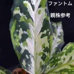 1 アグラオネマ ピクタム ラプラスAglaonema pictum アグラオネマ ピクタム ラプラス 箱個体【AZ0213-5c