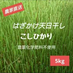農薬不使用　はぜ掛け天日干し　長野県産　コシヒカリ　白米5kg【残り僅か】のサムネイル