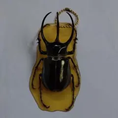 コーカサスオオカブト 標本 - メルカリ