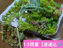 多肉植物 寄せ植えセット 1.5倍量は速達込999円