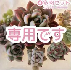 もも様専用です！❹①多肉セット　カット苗＆根付き苗　多肉植物