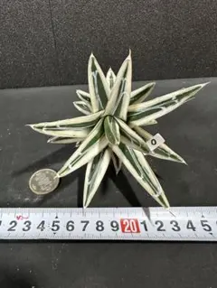 みどり様 リクエスト 2点 まとめ商品