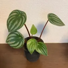 ① スイカぺぺ ペペロミア サンデルシー 斑入り