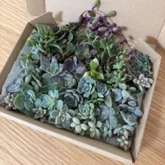 多肉植物 カット苗 詰め合わせ 寄せ植え 多肉弁当のサムネイル
