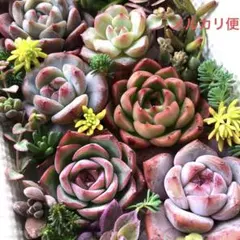 ⑩多肉植物♡エケベリア　韓国苗詰め合せ♡セダムカット苗セット♡メルカリ便