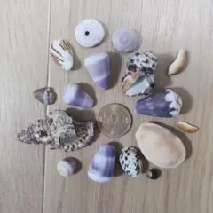 貝殻Mix(イモガイ等)