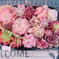 多肉植物 寄せ植えset♡12167