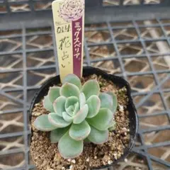 wadachi✨様 リクエスト 2点 まとめ商品