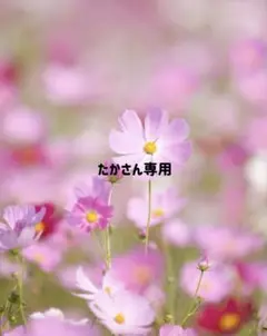 たかさん専用