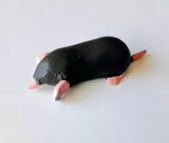카이요도 초코Q 일본의 동물 제7탄 미즈라 모그라