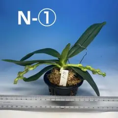 2026年最新】名護蘭 ナゴランの人気アイテム - メルカリ