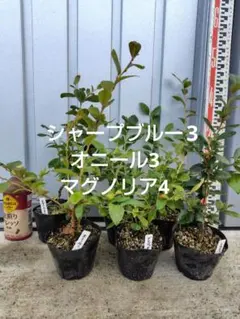 2026年最新】ブルーベリー苗 オニールの人気アイテム - メルカリ